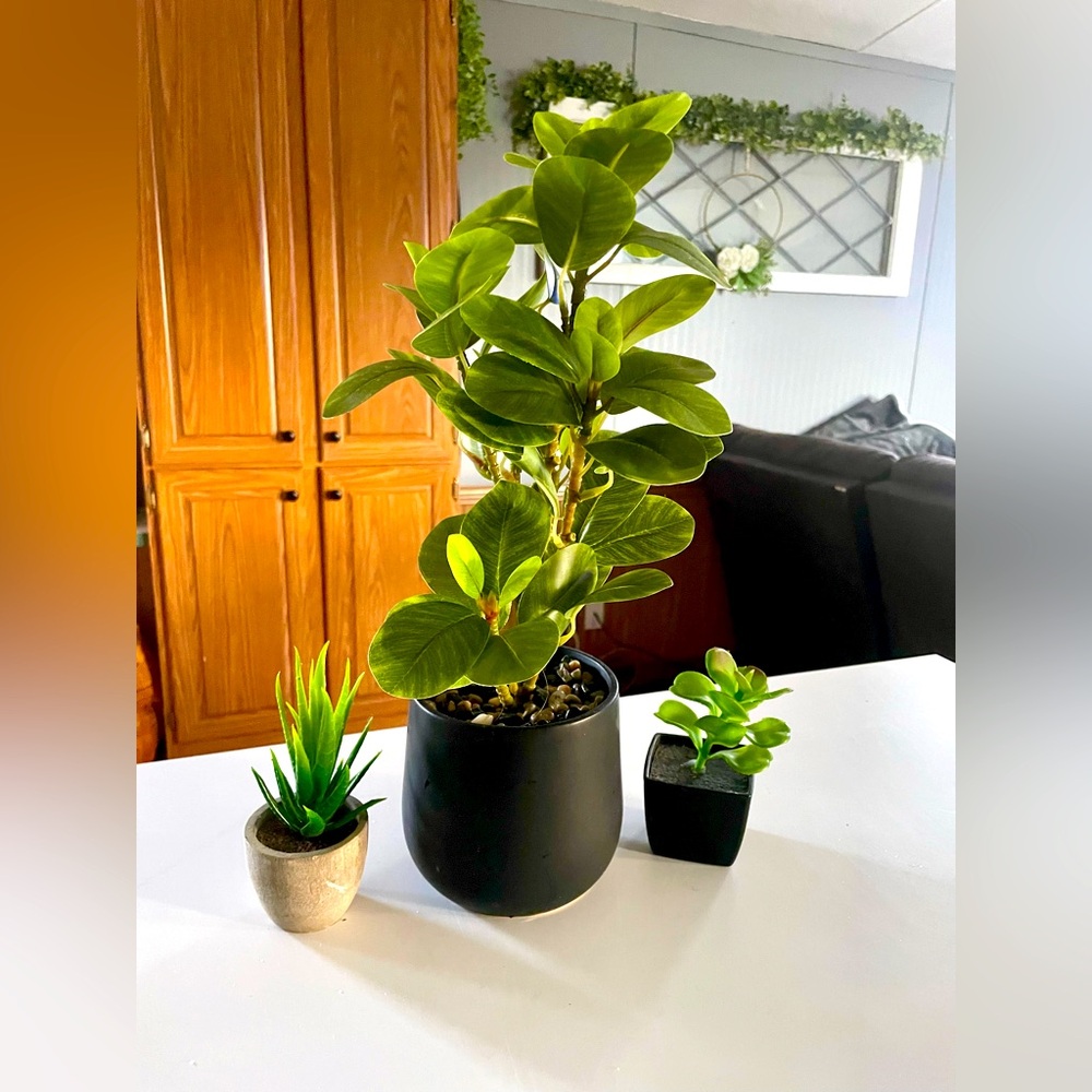 Decorative plants